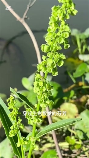 #皱叶酸模（Rumex crispus），别名土大黄、野菠菜，英文名Curly Dock，属蓼科酸模属。其名源于叶片边缘波状皱褶。根与全草可入药，具清热凉血之效。 #中草药