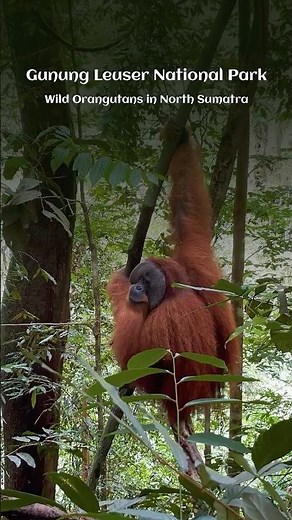 Deep in the North Sumatran Jungle with a Wild Orangutan 🦧⛰️ #orangutan #bukitlawang #sumatratravel