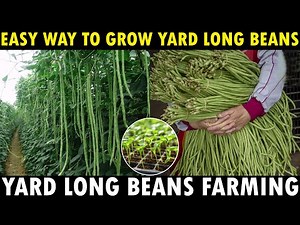Long Beans Farming | How To Grow Yard Long Beans From Seed | Growing Long Beans