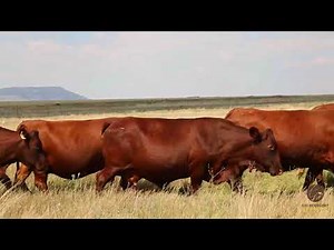 G10 BONSMARA IN SOUTH AFRICA