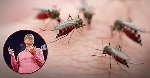Por qué Bill Gates tiene una granja en Medellín que produce 30 millones de mosquitos a la semana