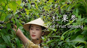※Click "cc" on the lower right menu to choose your subtitle language. Red Fruit Ginseng is not a fruit that appeared overnight. For three hundred years, it has been spoken of beside the hearths of the Lisu people; for seven generations, it has been sung about in the mountain songs of the Yi. The morning mist over the Hani terraces remembers it, and the winds of the Nujiang Gorge remember it too. We are merely opening a door long veiled by clouds and fog, so that friends across the country can fi