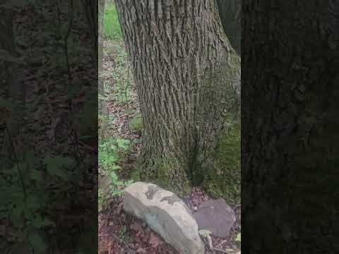 Hunting tip of the day