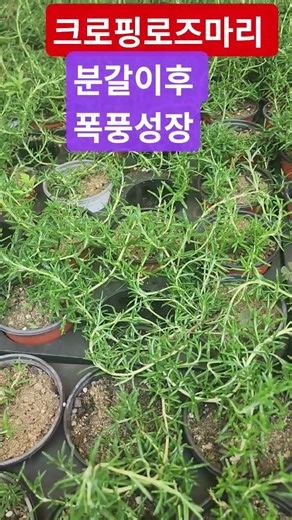 Growth of Cropping Rosemary after repotting