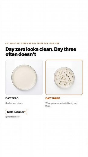 Do home mold test kits work? What a petri dish proves