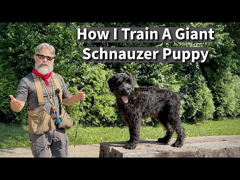 Giant Schnauzer Puppy Training: Obedience & Socialization for a Family Guard Dog