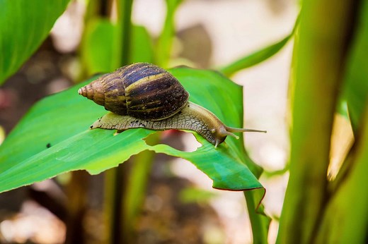 What Is a Snail? Is It an Insect, a Bug, or Something Else?