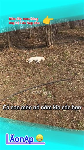 Lí lẽ của Đại Ca Lu 🤣 #laonap