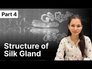 Sericulture in Hindi | Structure of Silk Glands | BSc/MSc Zoology