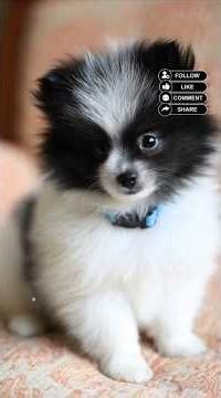 Pomeranian dogs #cutedog #pets #puppy
