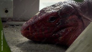 Red tegu (Salvator rufescens) head close-up, silhouette