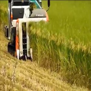 Modern rice harvesters | Fernanda Lemos