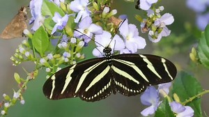 2.2K reactions · 428 shares | Stevie B (Dream About You) Lyrics #lyrics #lyricsmusic #lyricsvideo #song #songlyrics #stevieb #DreamAboutYou #viralmusic #trendingmusic #butterflies #butterfly #butterflyphoto #butterflyphotography #flowers #flowersphoto #flowersshop #flowersphotography #nature #naturelovers #naturephotography #naturebeauty #NatureVibes #NatureEscape #herbertdangis #herbertjunglefighter #Herbert #hightlight #fypシ゚ | Herbert | Facebook