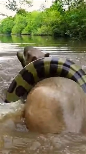 Capybara vs Anaconda: Swamp Squeeze Showdown! 😱🐍