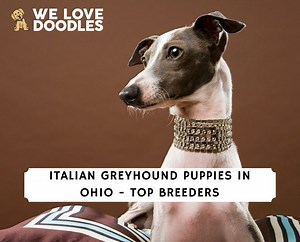 Italian Greyhound Puppies in Ohio: Top 5 Breeders! - We Love Doodles