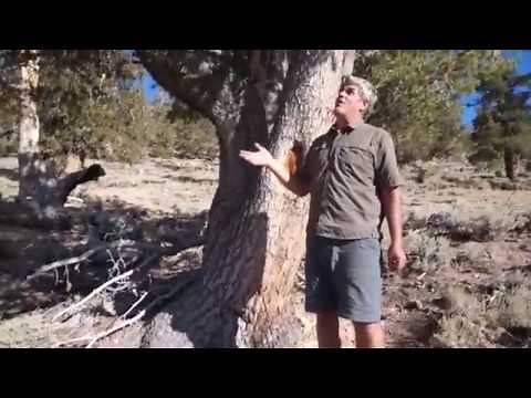 The Limber Pine / Pinus flexilis