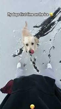 Unlucky Dogs 😂🐶 | The Funniest Bad Luck Moments Ever! 🤣