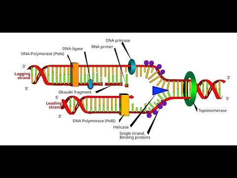 Function of Major Components in the Replisome