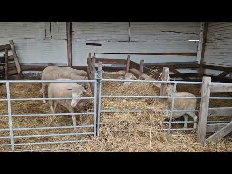 A little theory on the subject of hobby sheep farming