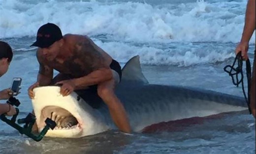 New NC initiative to study shark strandings along beaches