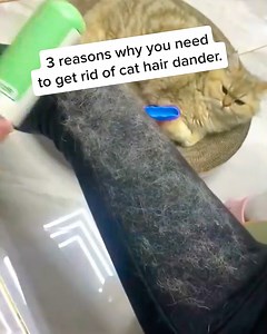 🍃Discover how this smart device turned a cat hair dander-infected room into a fresh air paradise without any hassle in almost days! 😃 | Cat Owners vs. Allergies