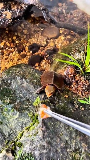 How to make natural aquarium at home? The best freshwater turtle tank setup.