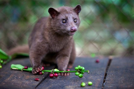 Coffee beans pooped out by this mammal have better flavor and aromatic compounds: New study
