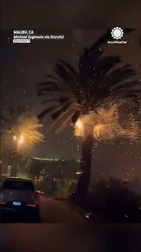 Palm Trees Burn Oddly In Malibu Fire