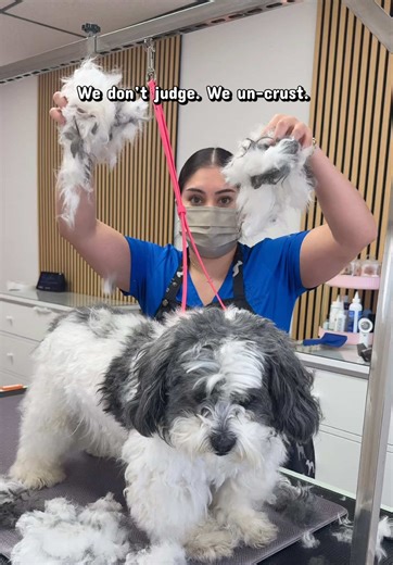 How to Groom Your Dog at Home: Tips and Tricks