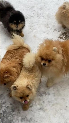 Adorable Puppies Playing 🐾 | Feel Good Video