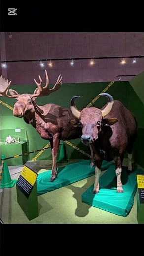 科博の特別展。超危険生物展の動画です。昨日公 開できなった、はく製なども載っています。#科 博#国立科学博物館#博物館#ワホー#ヒカマニ #SEIKIN#セイキン#シロクマ#はく製#動物