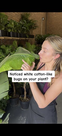 Effective Ways to Eliminate Mealy Bugs from Your Plants