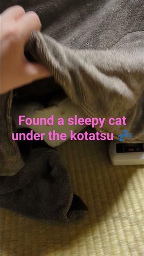 Peeking at a Cat Sleeping Under a Kotatsu 🇯🇵🐱