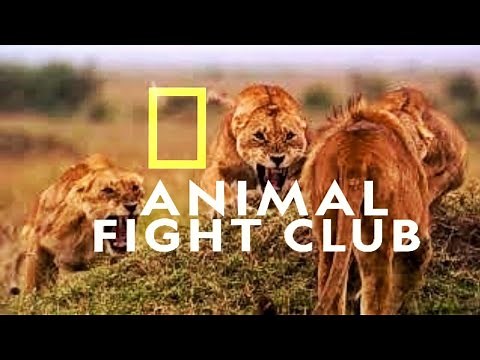 Animal fight club - season two full episode intro compilations