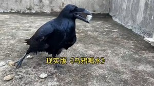 52K views · 1.2K reactions | Crows drinking water -- It is not just a story anymore. smart Northern Raven (渡鸦,Corvus corax) puts rocks in until it can drink water. ❤乌鸦队长 ❤❤❤ #Nature #Peace #China #wildlife #birds #travel #beauty #beautiful #love | Lin hillside | Facebook