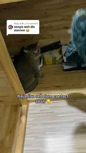 1.9M views · 36K reactions | Muka cuak lepas contact abah 凉凉 #cat #cathotel #cathotelmalaysia #catplaytime #catboarding #hotelkucing #hotelkucingmalaysia #catsoftiktok #catlovers #hotelkucingsungaipetani | Cuddle Cat Hotel | Facebook