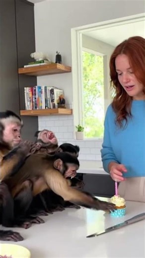 Capuchin Monkeys "Scream" in Fear Over a Small Knife! (Too Funny 😂) #shorts #viralshort