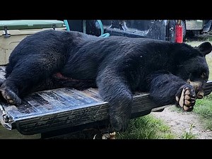 Dan's 400+lb Black Bear | 2024 Bear Season | Wisconsin Bear Hunting