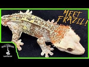 MEET THE MOST UNIQUE CRESTED GECKO IN THE WORLD!