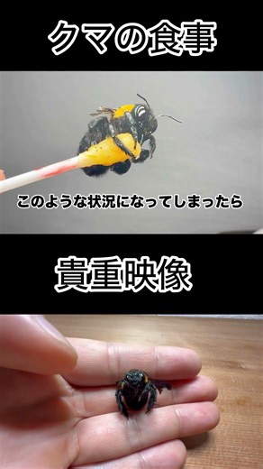貴重なクマの食事シーン #shorts