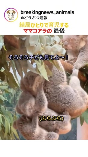 In the end, the mother koala raises her child alone.