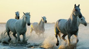 Camargue, France animal horses wild white livestock sunset running rider cowboy water Mediterranean nature tourism travel RED DRAGON