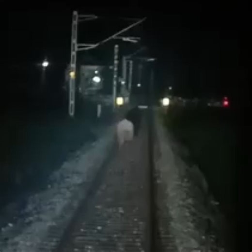 🚨 BREAKING NEWS | Wildlife Saved on Tracks❗ Alert Train Staff Halt Train, Save Elephant’s Life Between Chalsa and Nagrakata In a commendable display of vigilance and compassion, alert train staff successfully halted a train between Chalsa and Nagrakata last night, preventing what could have been a tragic accident involving a wild elephant.❗ According to early reports, the loco pilot noticed the elephant wandering dangerously close to the tracks in the dark. Reacting swiftly, he applied emergenc