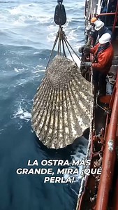 1M views · 9.6K reactions | LA OSTRA MÁS GRANDE, MIRA ¡QUÉ PERLA! La...