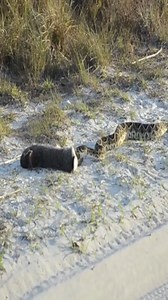 Snake hunting rabbit | J chandola