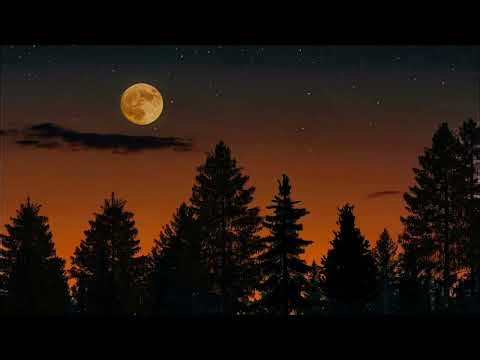 Relax Deeply in a Twilight Forest 🌲 Chirping Crickets ASMR Ambience for Sleep, Relaxation & Study 🎧🦗