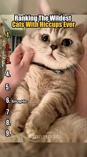 Ranking The Wildest Cats With Hiccups Ever