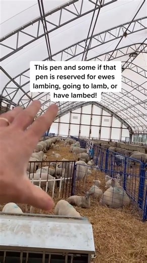 SHEEP FARM TOUR | Sheepishly fan