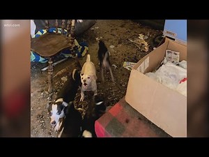 A dozen rat terriers rescued and recovered from neglect are ready for adoption at Toledo Humane