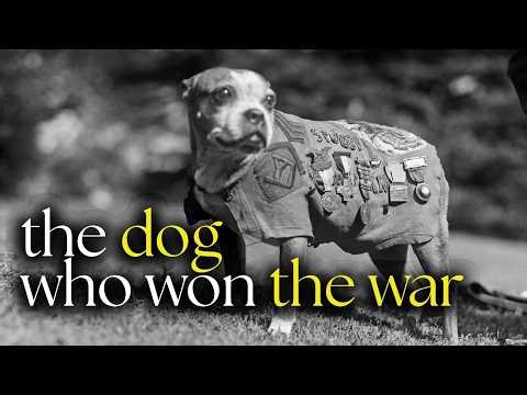 The Stray Dog Who Became the Most Decorated Soldier in WWI History (And Outranked His Own Owner)